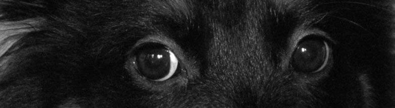 Die traurigste Hundegeschichte der Welt