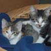 Katzenkinder