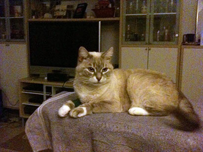 Ramses