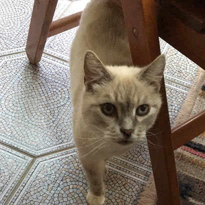 Ramses