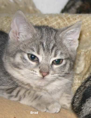 Brad