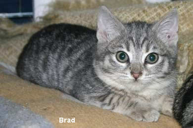 Brad