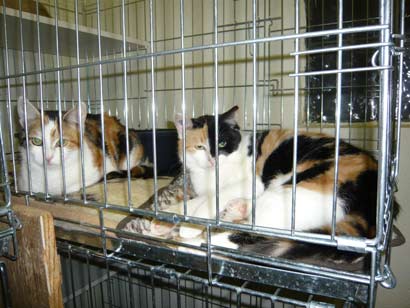 Beatrice und Julienne