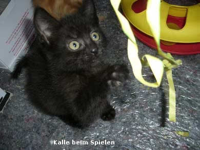 Lasse, Bolle, Kalle und Jette