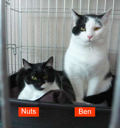Ben und Nuts