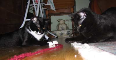 Cheyenne und Tonerre