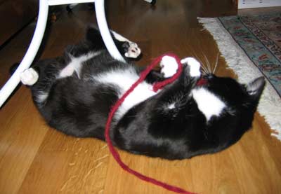 Cheyenne und Tonerre