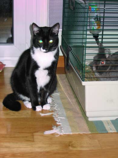 Cheyenne und Tonerre