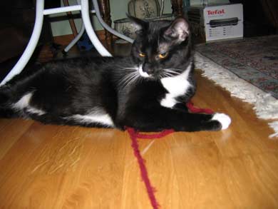 Cheyenne und Tonerre