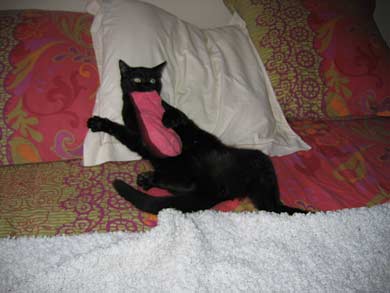 Cheyenne und Tonerre