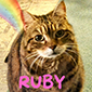 Fidji / Ruby