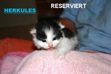 Herkules, Hemmingway, Heaven