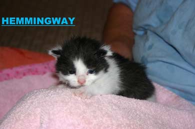 Herkules, Hemmingway, Heaven