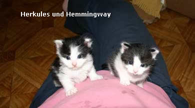 Herkules, Hemmingway, Heaven