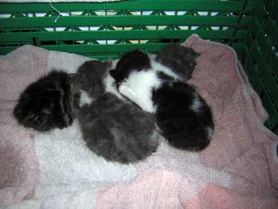 Lasse, Bolle, Kalle und Jette