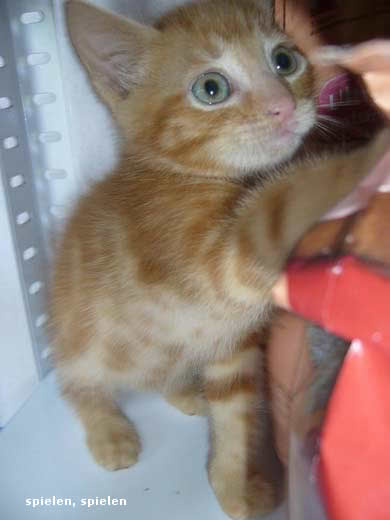 Lasse, Bolle, Kalle und Jette