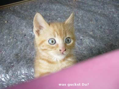 Lasse, Bolle, Kalle und Jette