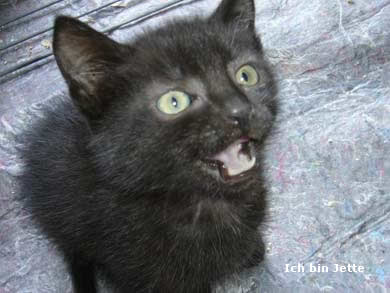 Lasse, Bolle, Kalle und Jette