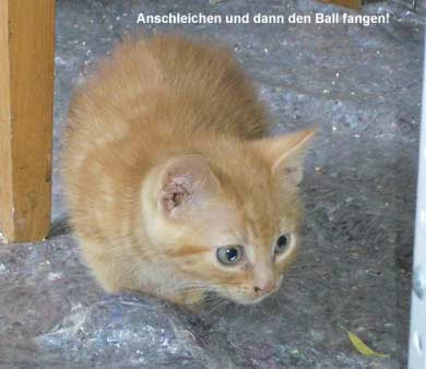 Lasse, Bolle, Kalle und Jette