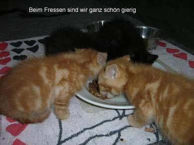 Lasse, Bolle, Kalle und Jette