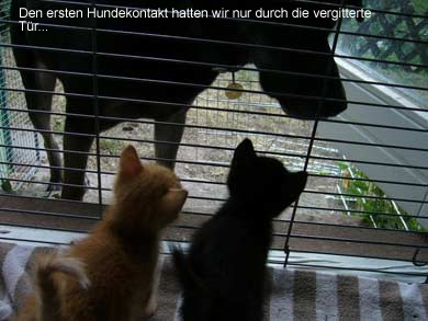 Lasse, Bolle, Kalle und Jette