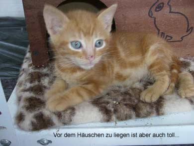 Lasse, Bolle, Kalle und Jette