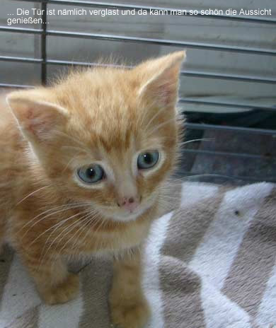 Lasse, Bolle, Kalle und Jette