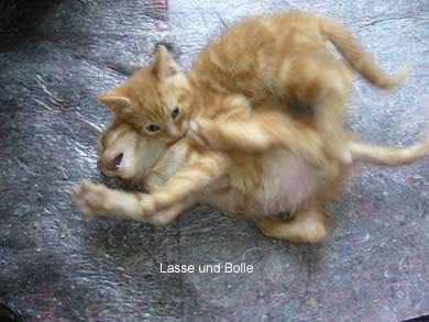 Lasse, Bolle, Kalle und Jette