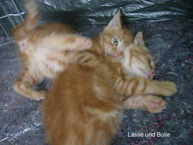 Lasse, Bolle, Kalle und Jette