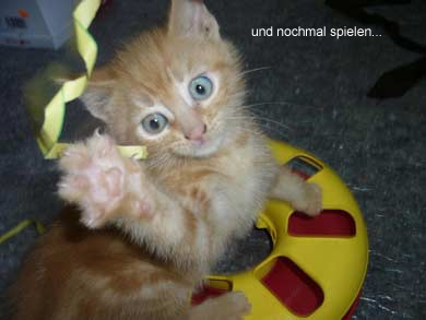 Lasse, Bolle, Kalle und Jette