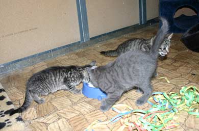 Louis, Lisa, Lotte, Luke