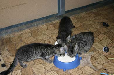 Louis, Lisa, Lotte, Luke