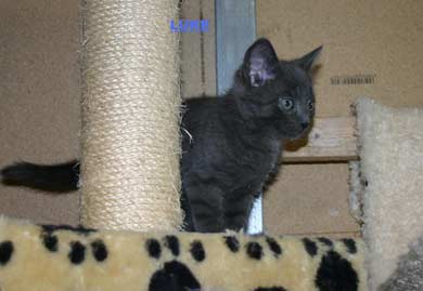 Louis, Lisa, Lotte, Luke