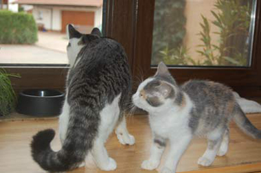 Erstes kennenlernen katzen