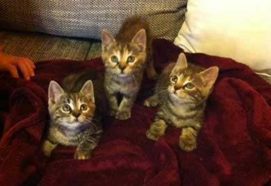 Salt, Pepper, Chilli, Jelly