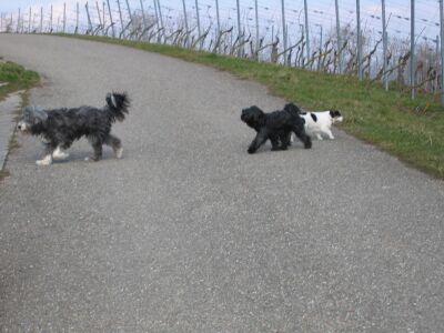 Henry, frher Blacky mit Freundinnen