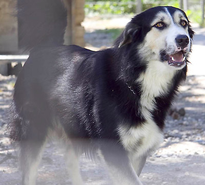 Cabous Hütehund Mischling imTierheim Tierheim Mulhouse