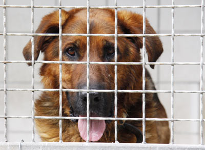 Sony  Schäfermischling Schäferhund im Tierheim Tierheim Mulhouse - grenzenlose-hundehilfe.de