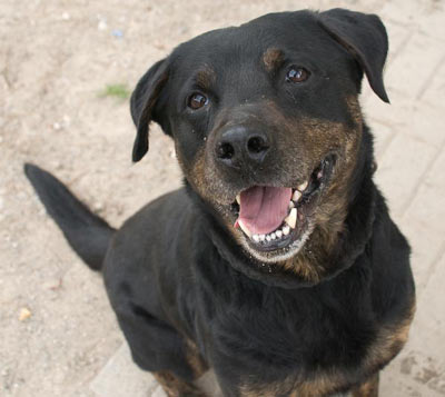 Sunny Labrador Boxer Rotti Jung Rude Frankreich Hunde Welpen