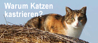 Warum Katzen kastrieren